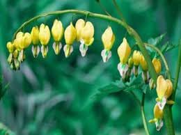 Heirloom Non-GMO Bleeding Heart Flower Seeds for Planting for planting in home garden